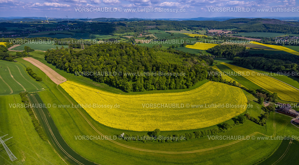 Lemgo240505463Feldlandschaft | Luftbild, Feldlandschaft, Hügellandschaft und Waldstück Steinberg mit Wiesen und gelben Rapsfeldern am Hellbach, Fernsicht mit blauem Himmel, Bavenhausen, Kalletal, Ostwestfalen, Nordrhein-Westfalen, Deutschland