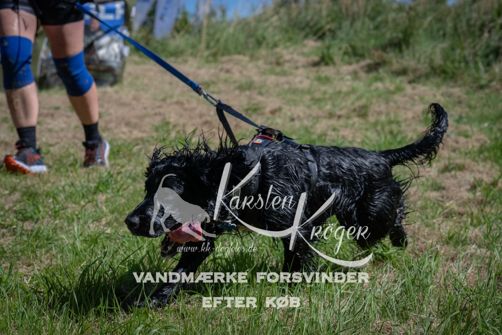 1151_ZZ92660 | kk-dogfotos