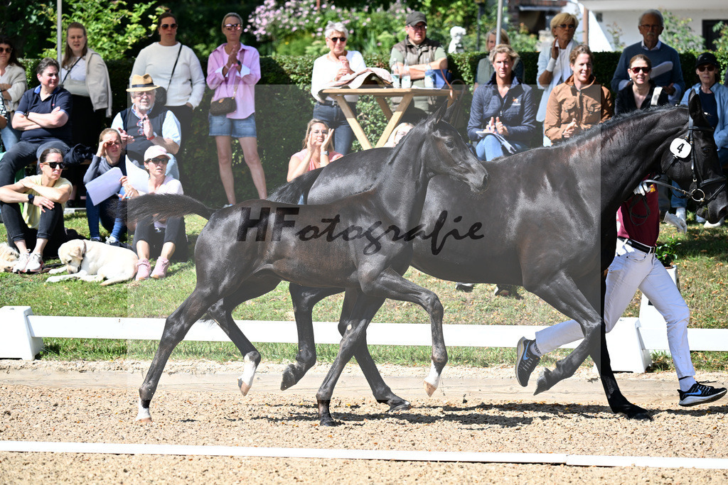 Kat-Nr. 4 Feliciano x Destano_HF_Paintner_29250185 | hf-fotografie - Realizzato con Pictrs.com