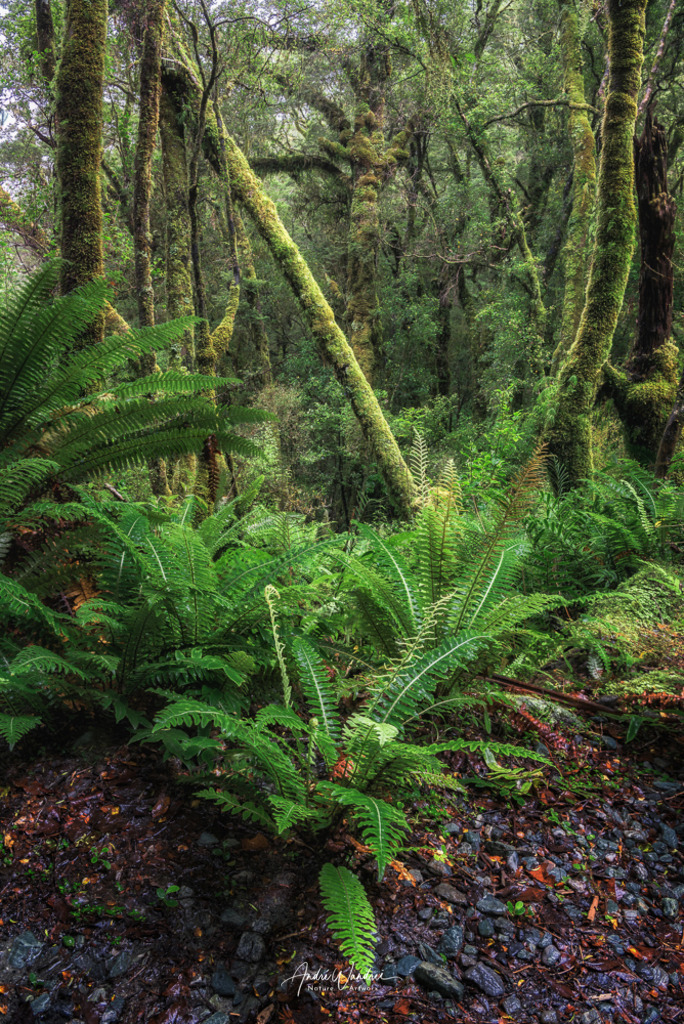 Grüne Wildnis | Andre Wandrei - Nature Artworx - Realisiert mit Pictrs.com