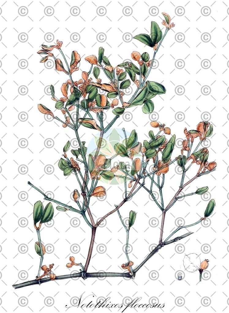 HistAbb_wfo-0001196579_1_ENZY_Simple | Historische Abbildung von Notothixos floccosus - Santalaceae | Historical Illustration of Notothixos floccosus - Santalaceae