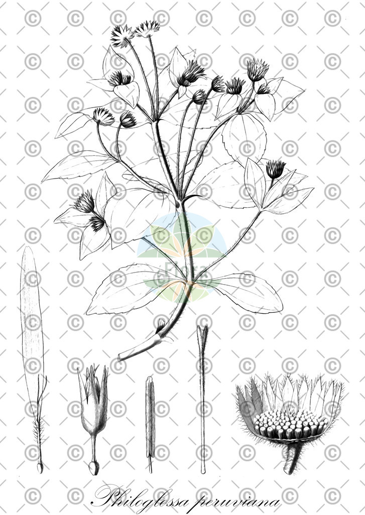 HistAbb_wfo-0000269116_1_ENZY_Simple | Historische Abbildung von Philoglossa peruviana - Asteraceae | Historical Illustration of Philoglossa peruviana - Asteraceae