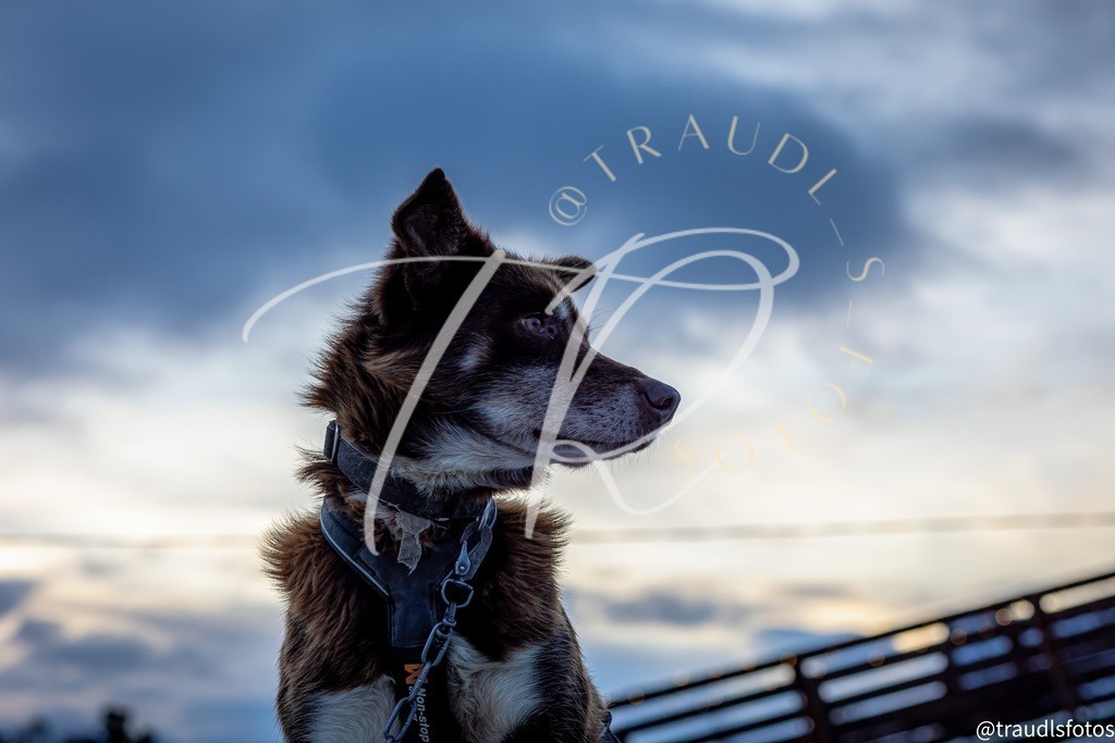 0D1F0CD5-2239-424B-8182-5FB3E1A2D2B7 | traudl_s_fotos
