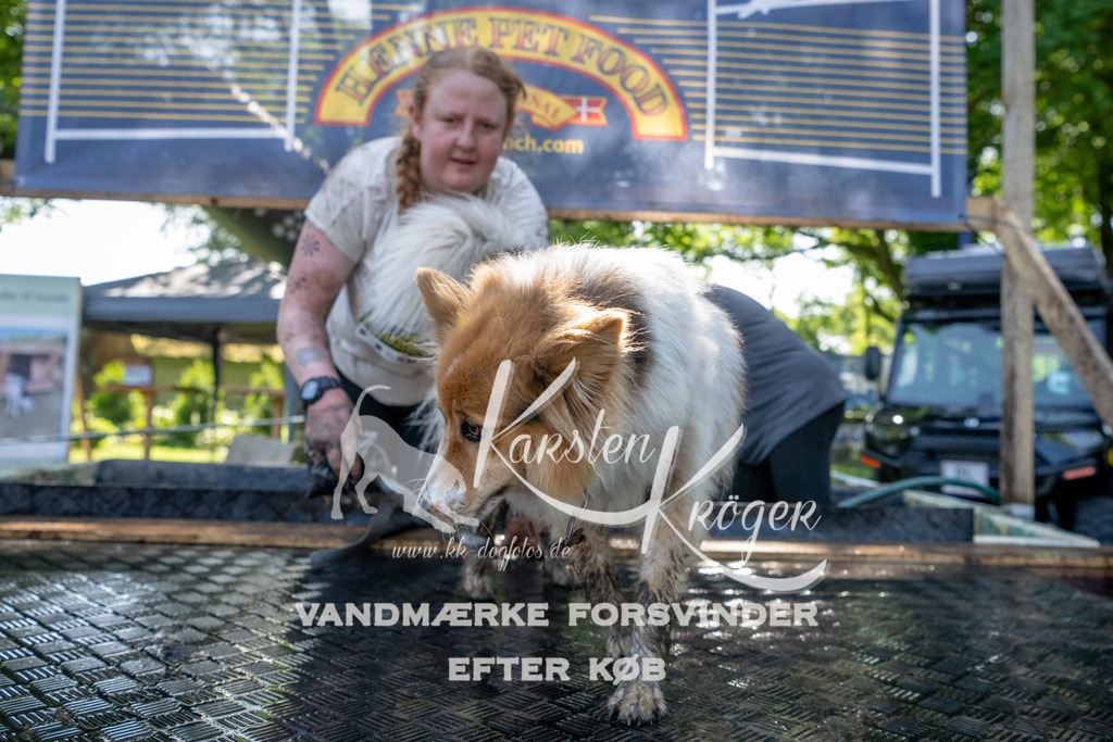 1523_ZZ91106 | kk-dogfotos