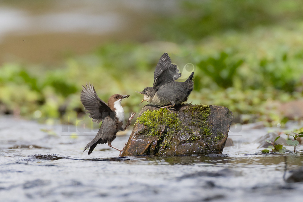 R5M21346_20260419 | Eine erwachsene Wasseramsel (Cinclus cinclus) mit einem Insekt im Schnabel füttert ein Jungtier, das auf einem moosbewachsenen Stein im Wasser sitzt und mit geöffnetem Schnabel und ausgebreiteten Flügeln nach Futter bettelt. Die Interaktion zeigt die Fütterung eines Jungvogels durch ein Elterntier. - Realisiert mit Pictrs.com
