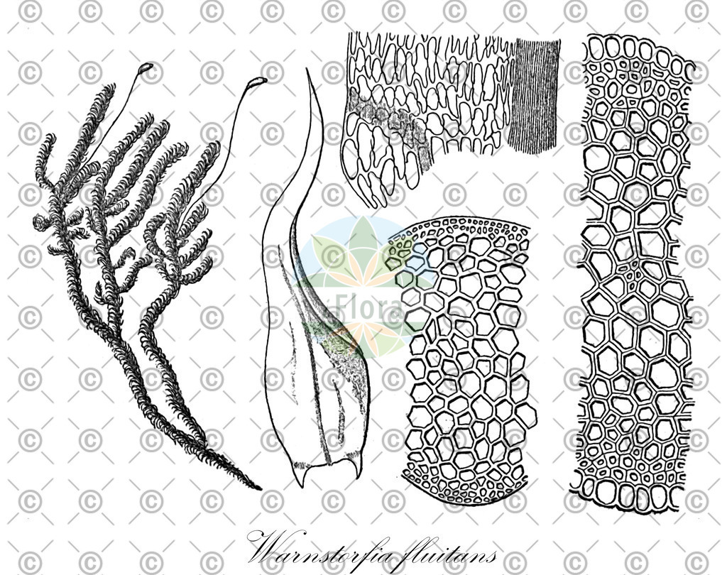 HistAbb_wfo-0000333897_1_ENZY_Simple | Historische Abbildung von Warnstorfia fluitans - Calliergonaceae | Historical Illustration of Warnstorfia fluitans - Calliergonaceae