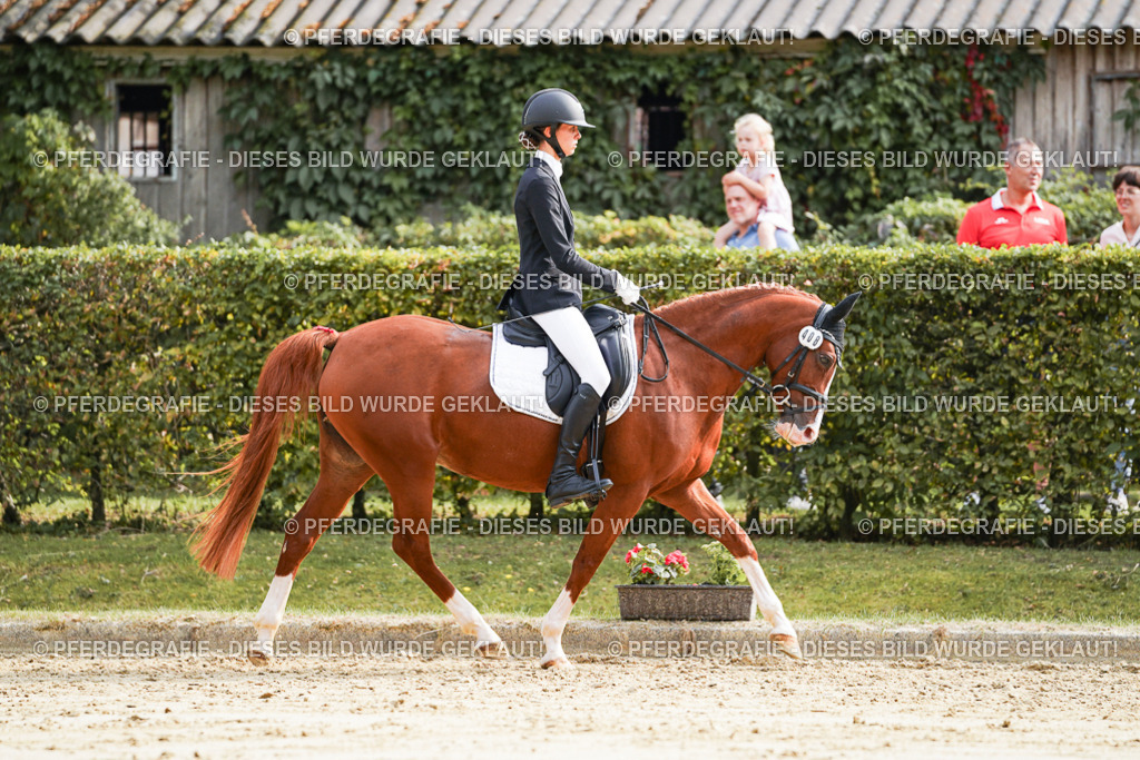 DSC04588 | Pferdegrafie