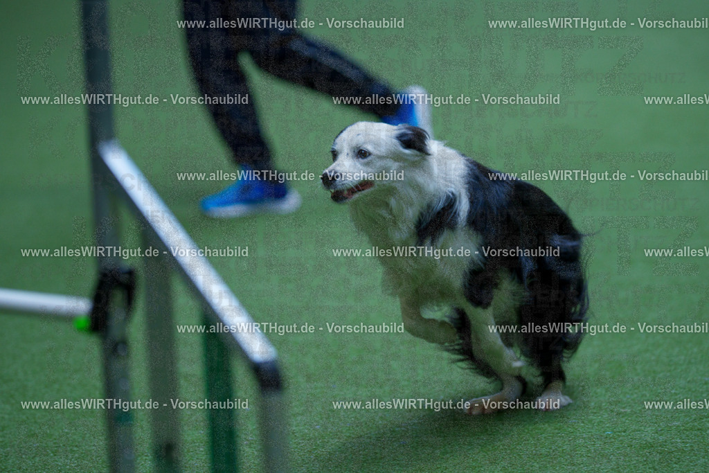 @allesWIRTHgut_Tierfotografie - www.allesWIRTHgut.de - 2604251349-7R504110 | Professionelle Tierfotografie in Mönchengladbach von Daniel Wirth (allesWIRTHgut). Liebevolle & natürliche Bilder von Hunden & Katzen für unvergessliche Erinnerungen.
