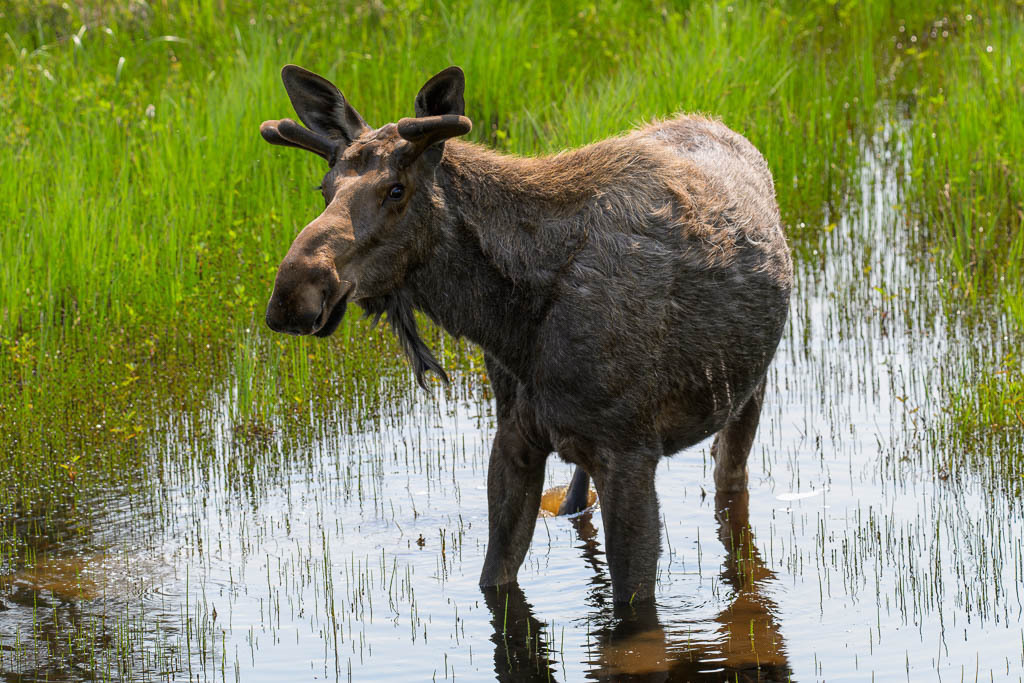 Alaska | Elch. - Realisiert mit Pictrs.com