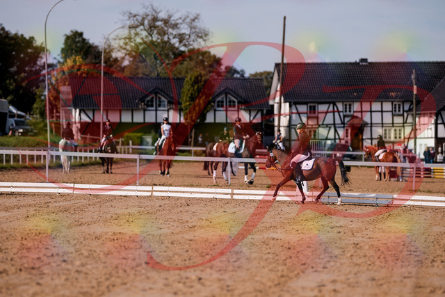 2026_10_03_Siefer-Hof_120637_Z81_07442885 | Professionelle Reitsport-, Turnier- und Eventfotografie von Robert Broda. Galerien mit ausgewählten und bearbeiteten Bildern direkt online ansehen und bestellen.