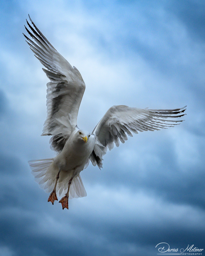 _DSC5836 | Fotografien, Fotos und Bilder aus Mainz, Frankfurt, Wiesbaden und anderen Orten auf der Welt - Fotografiert von Darius Metzner