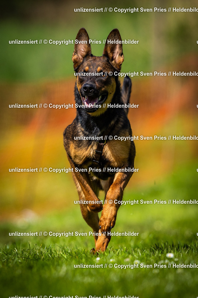 Sven Pries | 2025-04-13 - Hunderennen Baden-Baden - Realisiert mit Pictrs.com