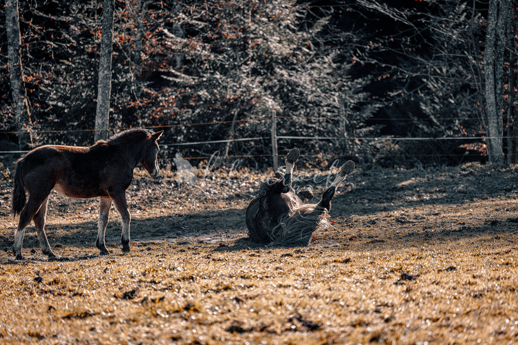 701A6334 | Sportbilder, Sportfotograf, Hochzeits- und Eventfotografin, Flugshows, Portraits und Tiershooting, Aviation, Downhill, Nationalleague, Swissleague, International