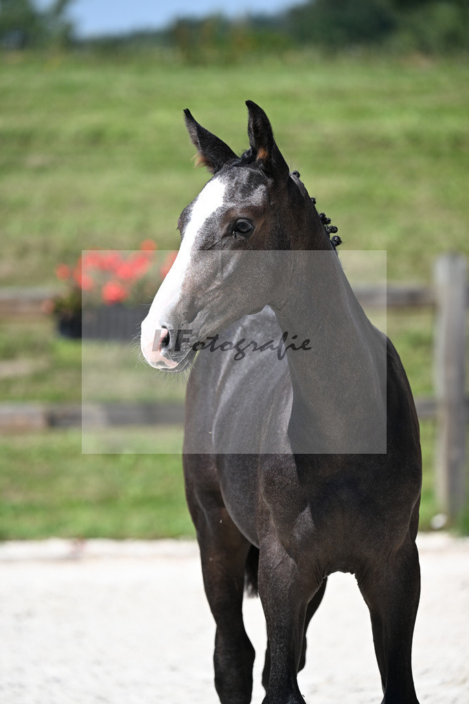 Kat-Nr. 15 Cullinen du Borget B x Zirocco Blue_HF_Pollnow_24250315 | hf-fotografie - Realizzato con Pictrs.com