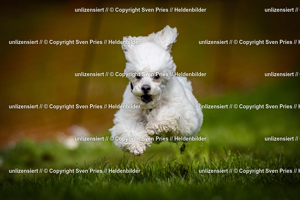 Sven Pries | 2025-04-13 - Hunderennen Baden-Baden - Realisiert mit Pictrs.com