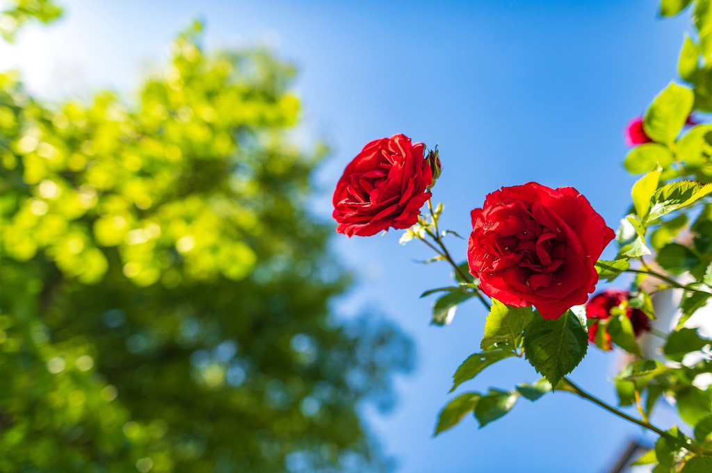 2022_06_03_EPPENDORF_DSC2027 | Hochwertig gedruckte Fotografien für die Wand, als Kalender und zum Verschenken. Hamburg & Norddeutschland und überall wo ich mit der Kamera unterwegs war.