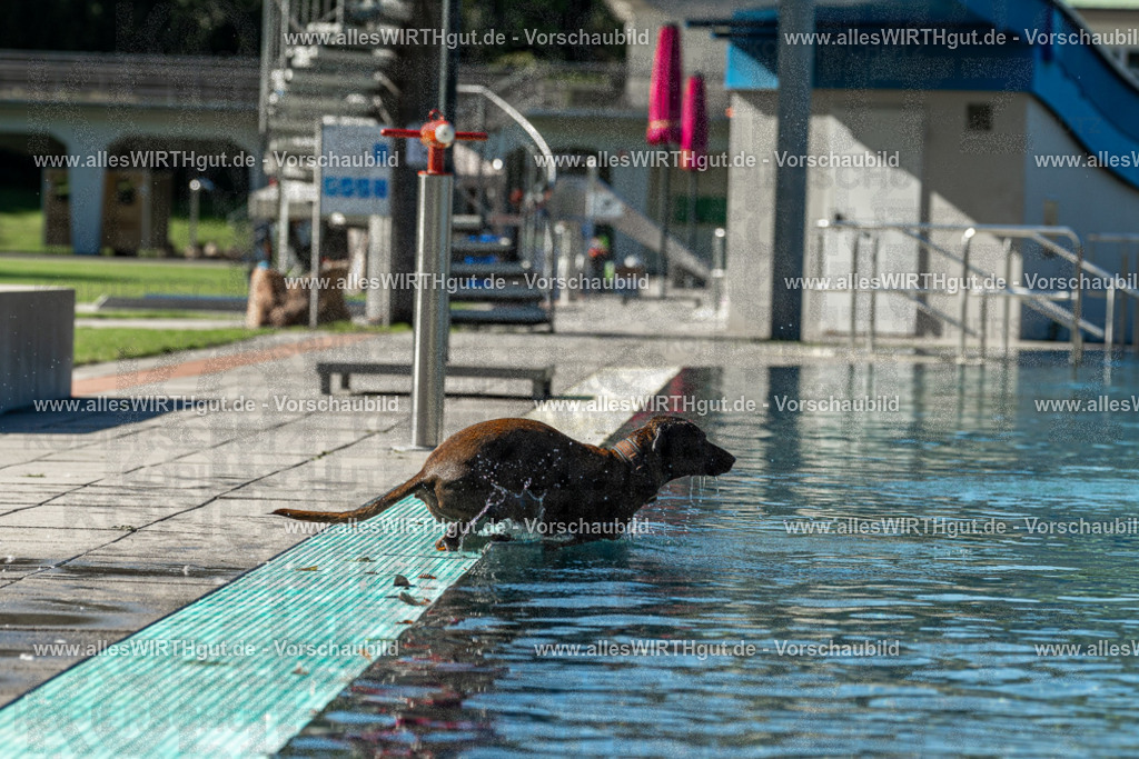 Hundeschwimmen_Volksbad_2026-allesWIRTHgut_Tierfotografie-2609061035-094519-7R509010 | Professionelle Tierfotografie in Mönchengladbach von Daniel Wirth (allesWIRTHgut). Liebevolle & natürliche Bilder von Hunden & Katzen für unvergessliche Erinnerungen.