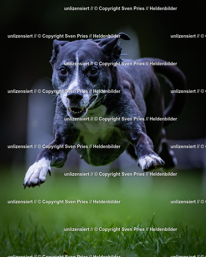 Sven Pries | 2024-10-19 - Hunderennen Ober-Grombach - Realisiert mit Pictrs.com