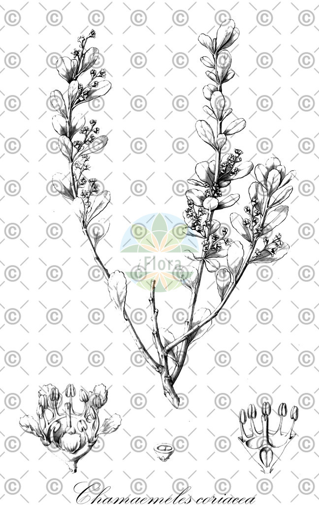 Histabb_EMP_119781_SRC_Koehler_1887_SIMPLE | Historische Abbildung von Chamaemeles coriacea - Rosaceae | Historical Illustration of Chamaemeles coriacea - Rosaceae