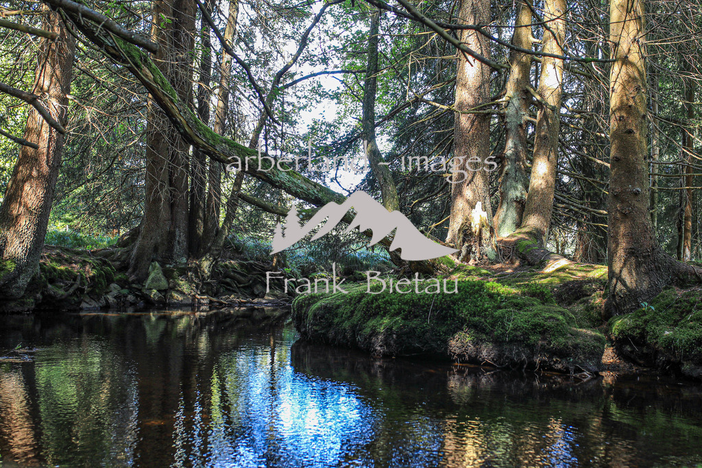 OE7A7688 | die Hochmoorlandschaft im Nationalpark ist großteils nur über Holzbohlenstege zu erkunden.