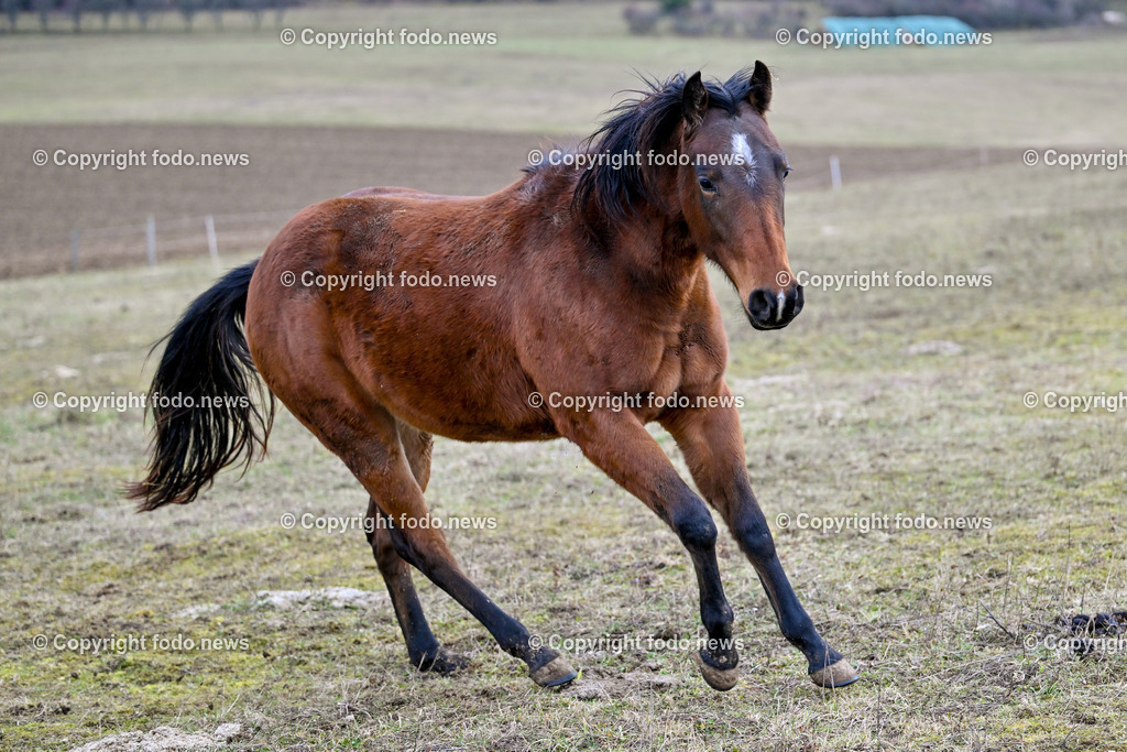 Pferde_ 29.12.2024-11 | 29.12.2024, Rajec, SVK, Themenbild, Pferde, im Bild Pferd, Pferde, Stute, Hengst, Fohlen, Quarter Horse, Ranch, Weide, Hof, Wiese, Stall, Nutztier, Tier