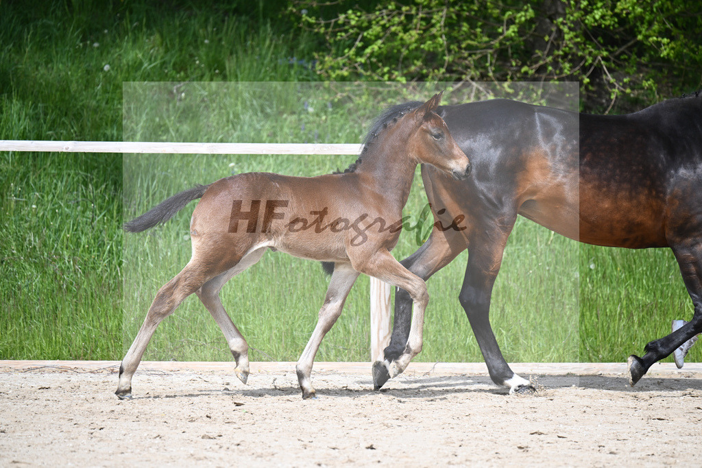 Adzaro de L Abbaye B x Cornet Obolensky_HF_Berger_11240271 | hf-fotografie - Realisiert mit Pictrs.com