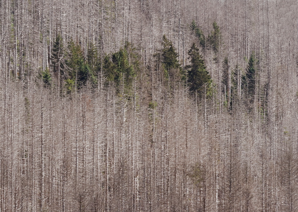 Insel im toten Forst | Diese grünen Fichten stehen auf besonderem Grund - Realisiert mit Pictrs.com