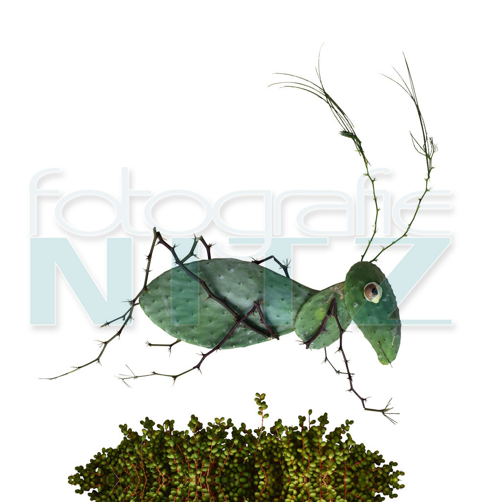 41 | Nitz Fotografie aus Montabaur bietet Ihnen hier die Möglichkeit Bilder auszusuchen und zu bestellen. 