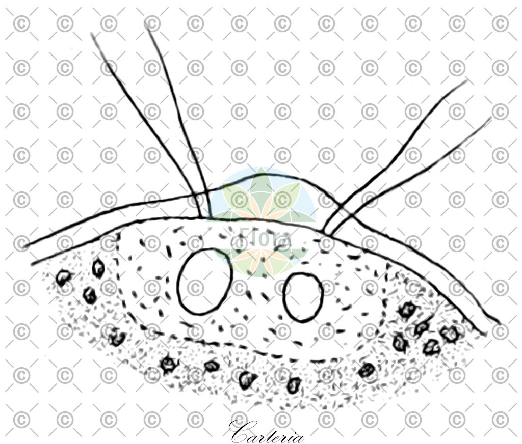 HistAbb_wfo-0000021123_1_ENZY_Simple | Historische Abbildung von Carteria - Chlamydomonadaceae (0) | Historical Illustration of Carteria - Chlamydomonadaceae (0)