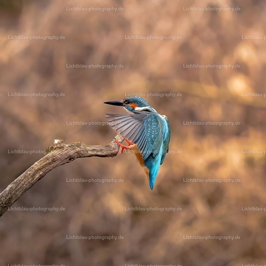 Eisvogel-22 | Hans-Bernd Lichtblau Photography. Finden Sie wunderschöne Fotografien aus Landschaft und Natur.  - Realisiert mit Pictrs.com