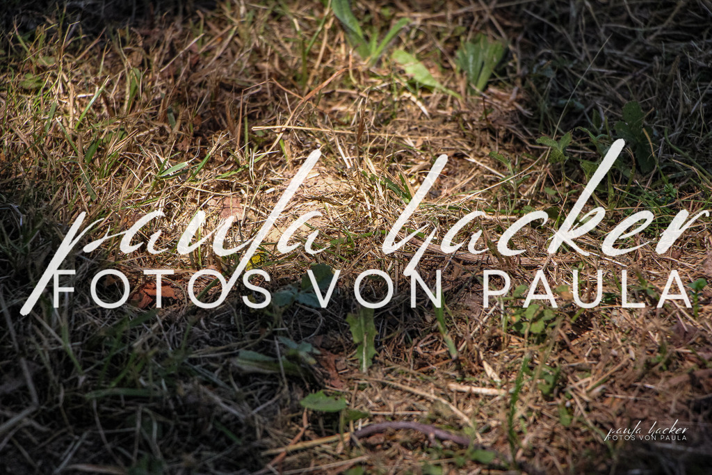 IMG_0797 | Erleben Sie dynamische Sport- und emotionale Tierfotografie in Süddeutschland mit Fotos von Paula. Spezialisiert auf Pferde- und Hundefotografie sowie Sportevents. Kontaktieren Sie mich für einzigartige und ausdrucksstarke Bilder Ihrer besonderen Momente.