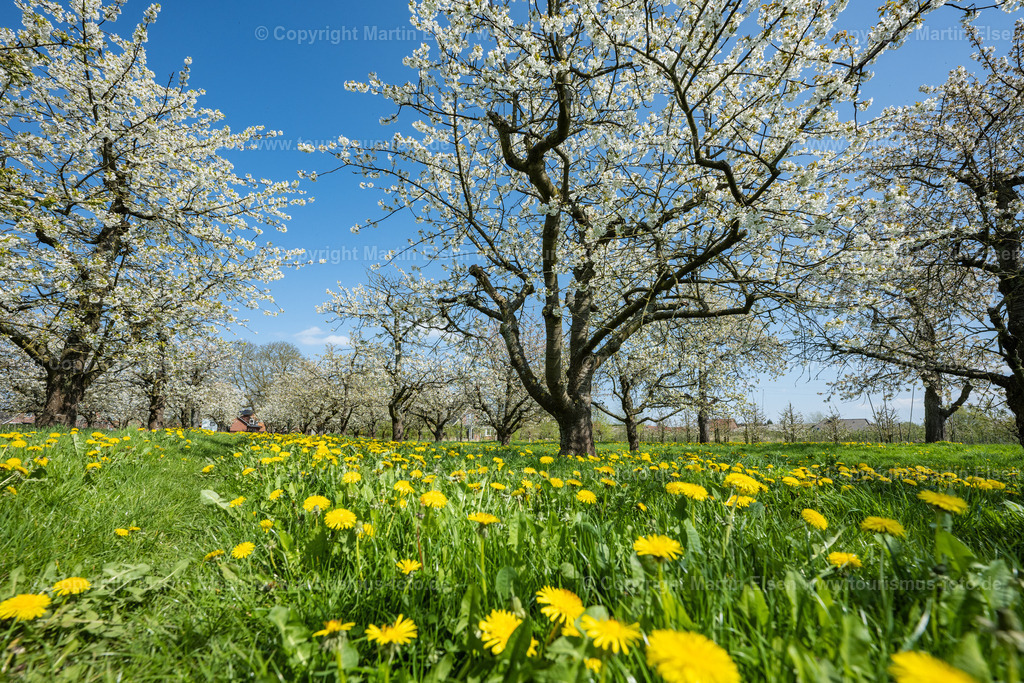 Altes Land Kirschblüte_ELS_0079230423 | Fotos aus den Touristenorten aus Norddeutschland. - Realisiert mit Pictrs.com