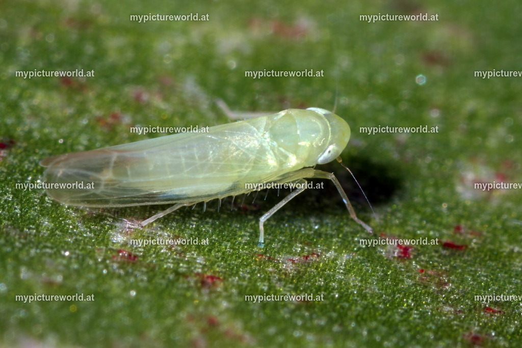 Empoasca pteridis-002 | Das Bilderarchiv über Tiere, Planzen und Landschaften. In der Bilddatenbank finden Sie ein große Auswahl an hochwertigen Bilder für Ihre Werbung - Realized with Pictrs.com