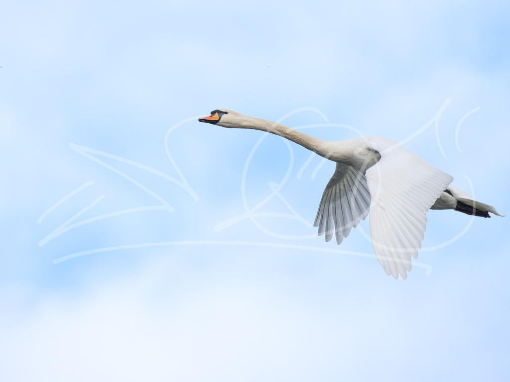Schwan im Flug | Naturschönheiten aus Deutschland. Pflanzen und Tiere, Insekten und Naturschauspiele. Alle schönen Details, die uns umgeben, fotografiert von Michi Moc.  - Realisiert mit Pictrs.com