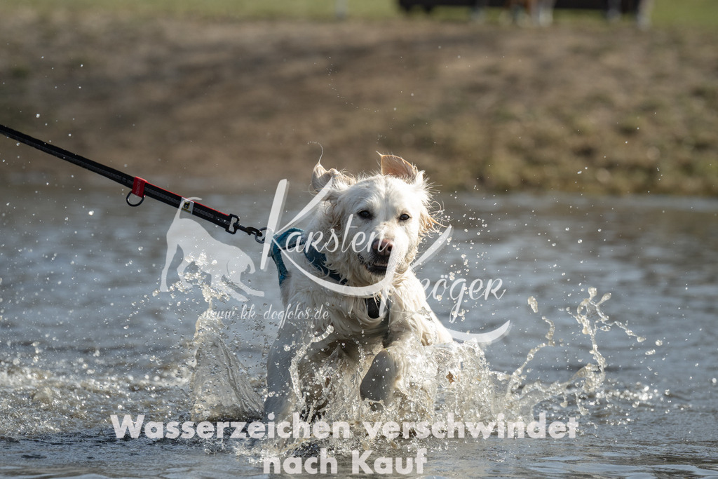 1259_ZZ93524 | kk-dogfotos