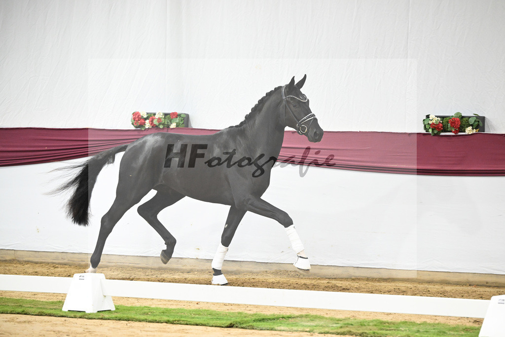 Kat-Nr. 51 Fuerst Samarant x De Niro_Mathieu Beckmann_47251909 | hf-fotografie - Realisiert mit Pictrs.com