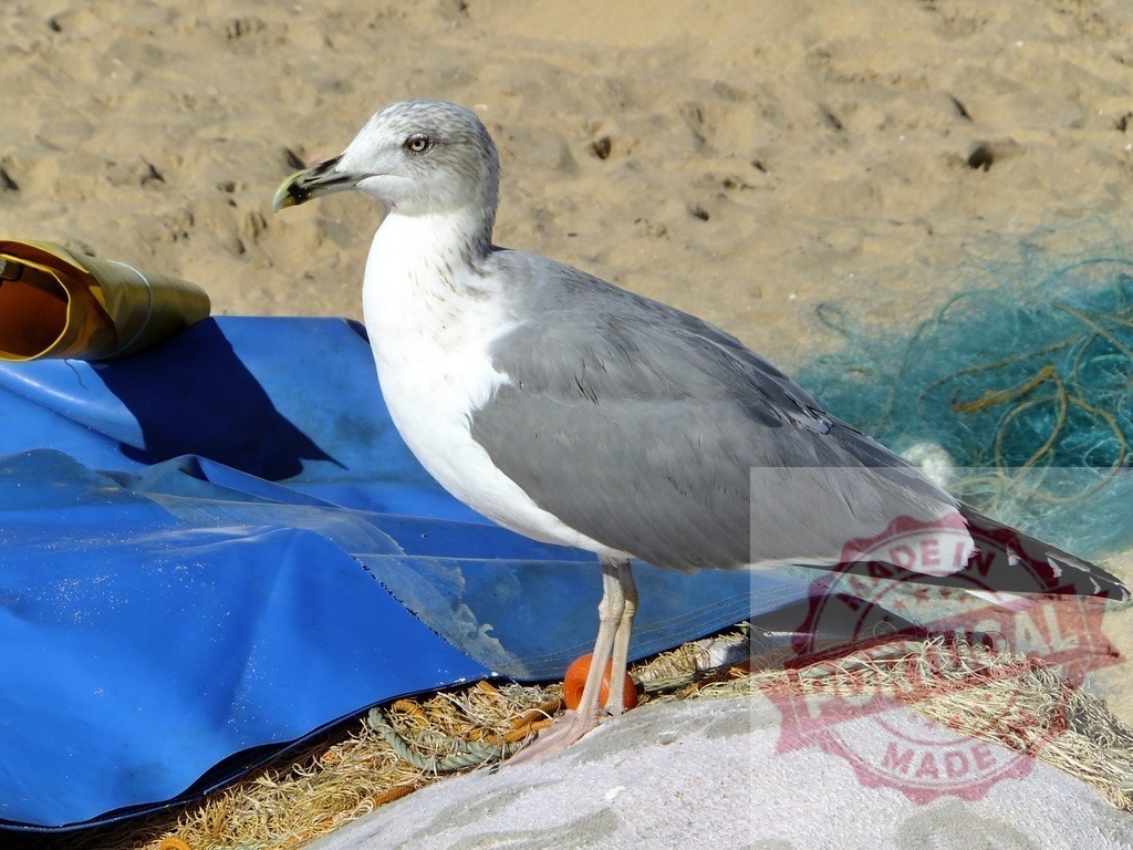 Seagull standing on blue tarp and fishing net | Seagull standing on a blue tarp and fishing net at a sandy beach - Realized with Pictrs.com