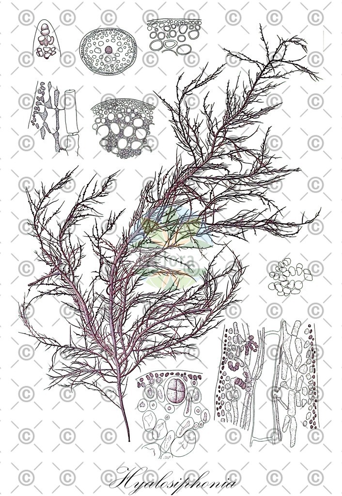HistAbb_4ZHT_2_ENZY_Simple | Historische Abbildung von Hyalosiphonia - Dumontiaceae (0) | Historical Illustration of Hyalosiphonia - Dumontiaceae (0)