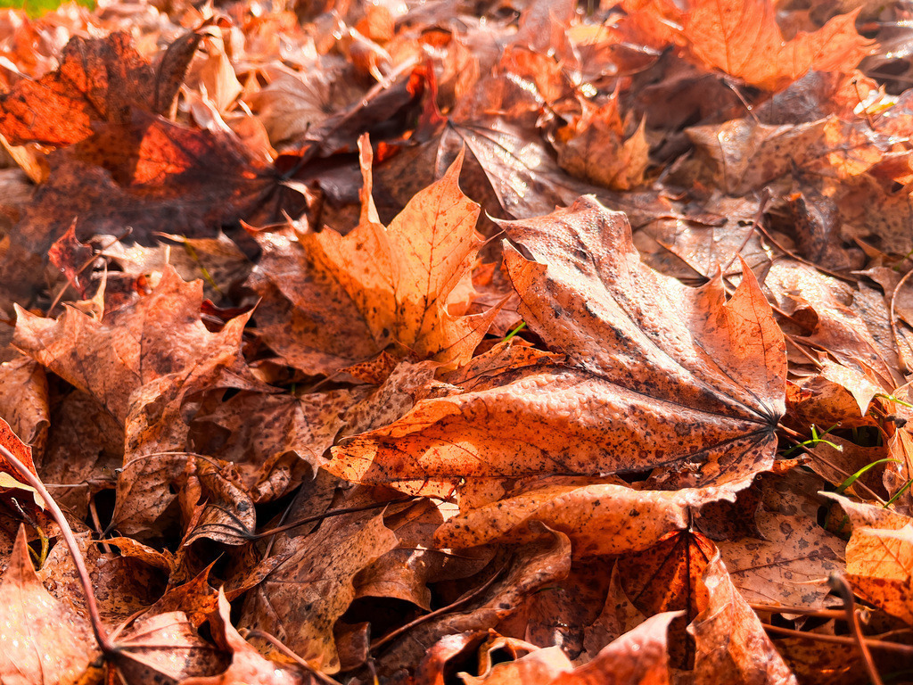 Herbstblätter - Wenings | Das Leben ist ein ewiger Kreislauf. Im Frühling recken sich die Triebe. Im Sommer stehen sie im vollen Saft. Im Herbst zeigt sich der Farben Liebe und im Winter ruht die Blätterpracht. Jede Jahreszeit ist in sich ein Kunstwerk, dass wir Tag für Tag aufs Neue erleben dürfen. Manchmal lohnt es sich, morgens hinauszugehen und noch vor dem Alltagsstart, die einzigartige Vielfalt der Natur in sich aufzunehmen. Unter den Herbstblättern versteckt wartet der feine Samen der Poesie auf den aufmerksamen Spaziergänger, der ihn zum Erblühen bringt. - Realisiert mit Pictrs.com