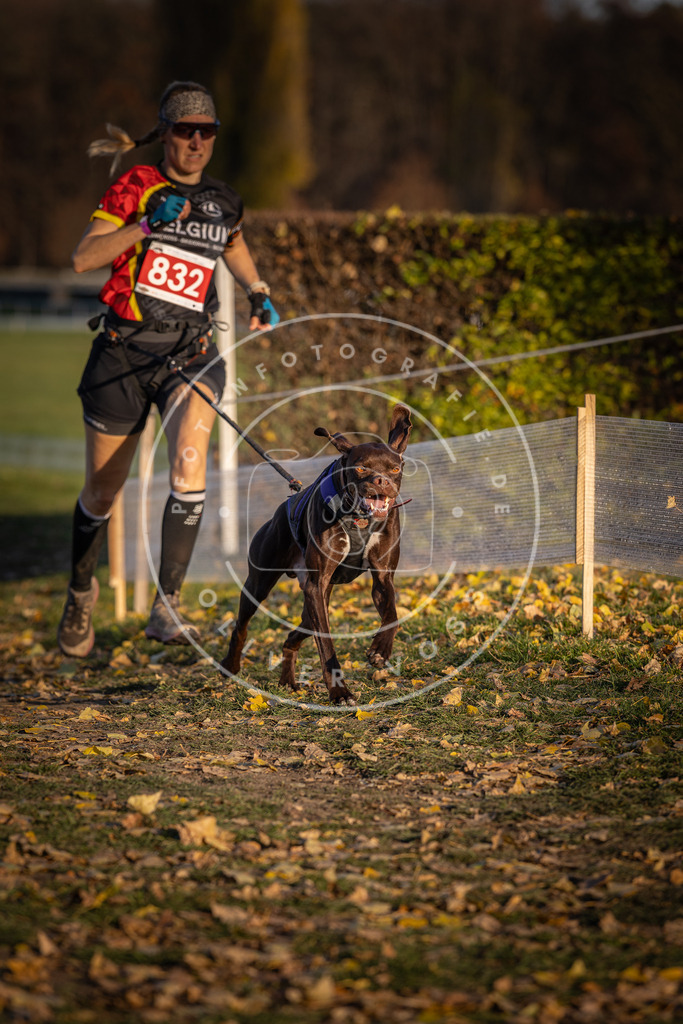 CaniXpix_DV3A3456 | Hundefotografie, Tierfotograf, Pfotenfotografie, Fotoshooting Hund, Hunde Portrait, Hundesport, Hundeportraits, Heideshooting, Hunde, Sportfotograf, Hundefotograf, Turnierhundsport, THS,  - Realisiert mit Pictrs.com