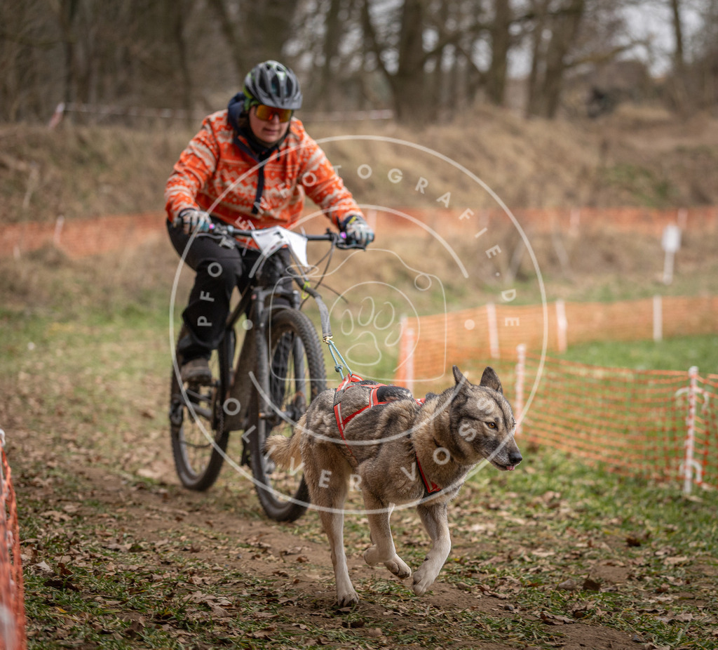 Pfotenfotografie_DV3A6937 | Hundefotografie, Tierfotograf, Pfotenfotografie, Fotoshooting Hund, Hunde Portrait, Hundesport, Hundeportraits, Heideshooting, Hunde, Sportfotograf, Hundefotograf, Turnierhundsport, THS,  - Realisiert mit Pictrs.com