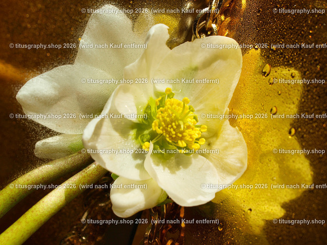 titusgraphy_P2244331-vz-ln | titusgraphy-shop: Geschenkideen mit Qualitätsfotos. titusgraphy-shop: gift ideas with quality photos. titusgraphy-shop: idées cadeaux avec photos de qualité.  - Realisiert mit Pictrs.com