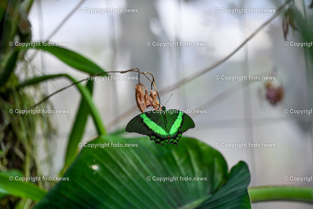 Botanischer Garten Linz_ Schmetterlinge_ Orchideen_ 21.01.2024-10 | 21.01.2024, Botanischer Garten Linz, AUT, Schmetterlinge, im Bild tropische Schmetterlinge, Schmetterling, Falter, Natur, Tiere, Blumen, Pflanzen, Insekten, Butterfly, Tropenhaus