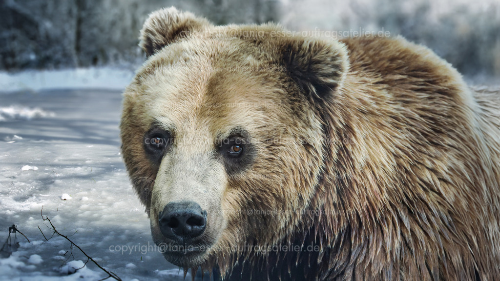 Bär vor gefrorenem Teich D | Ein goßer Braunbär vor einem zugefrorenen Teich. Blick in die Kamera. Nahaufnahme.