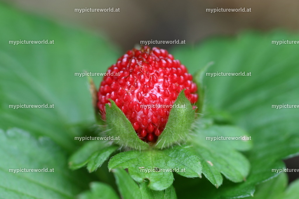 Indische Scheinerdbeere-006 | Das Bilderarchiv über Tiere, Planzen und Landschaften. In der Bilddatenbank finden Sie ein große Auswahl an hochwertigen Bilder für Ihre Werbung - Realisiert mit Pictrs.com