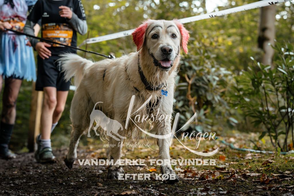 1424DZ6_1901Z6 | kk-dogfotos