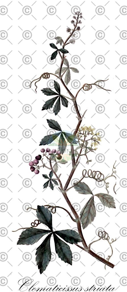 HistAbb_wfo-0001343717_2_ENZY_Simple | Historische Abbildung von Clematicissus striata - Vitaceae | Historical Illustration of Clematicissus striata - Vitaceae