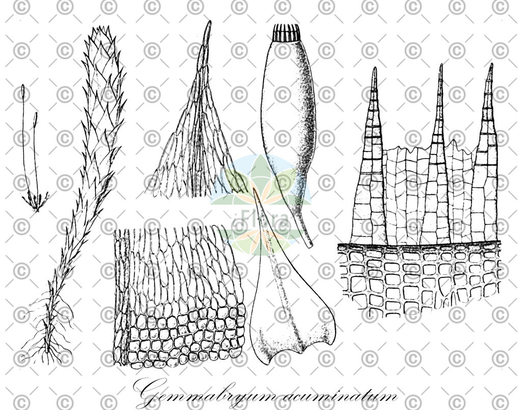HistAbb_wfo-0001424882_1_ENZY_Simple | Historische Abbildung von Gemmabryum acuminatum - Bryaceae | Historical Illustration of Gemmabryum acuminatum - Bryaceae