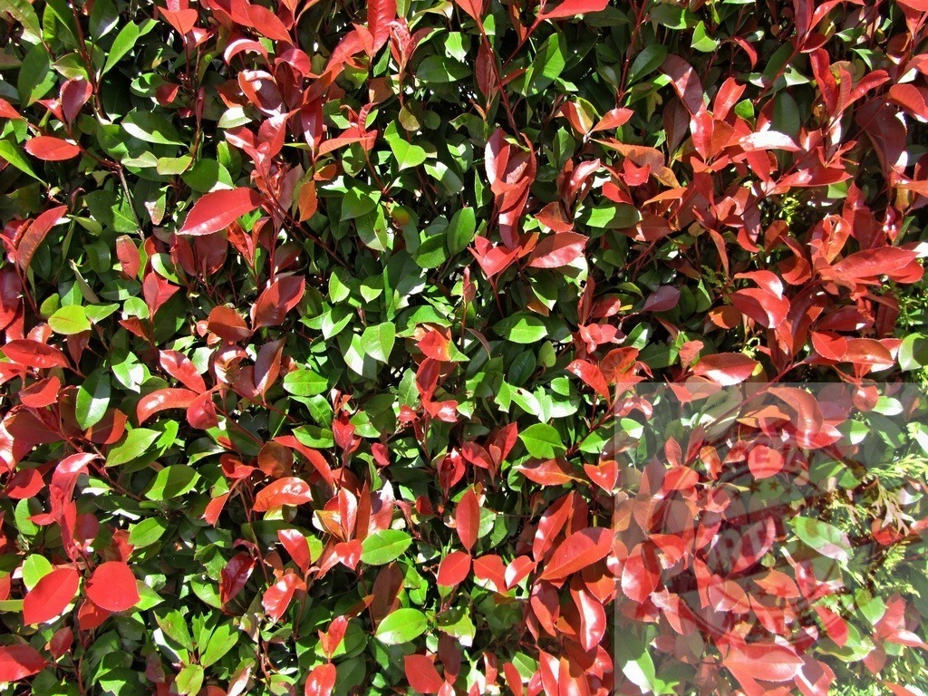 Red and green photinia leaves growing in a hedge | Photinia hedge showing new red foliage among older green leaves creating a natural background - Realisiert mit Pictrs.com