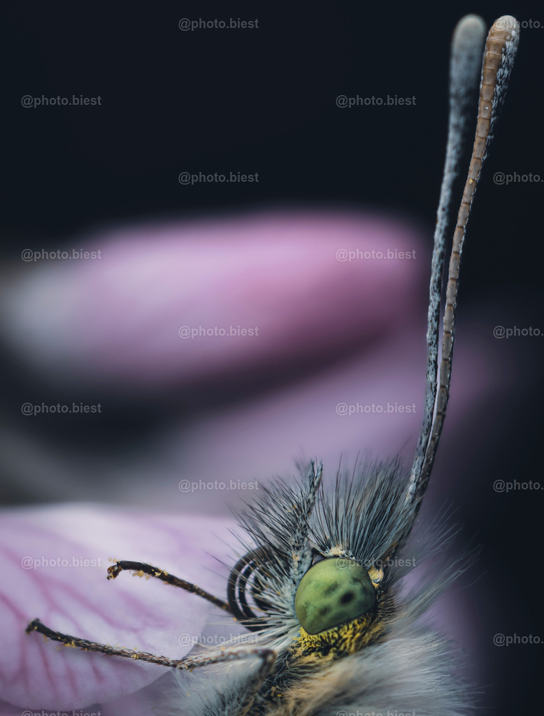 IMGC3151 | photobiest - Realisiert mit Pictrs.com